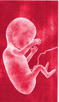 Controversial:
Embryo research [Picture: Alamy]